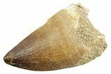 Fossil Mosasaur (Thalassotitan) Tooth - Morocco #364049-1